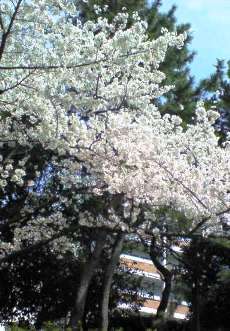 CherryBlossomsRyokuchoKoen.jpg