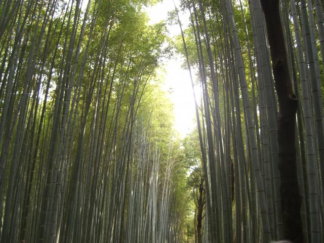 arashi2.jpg