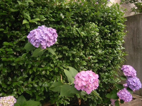 生け垣から伸びる紫陽花