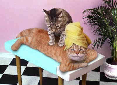 body-massage-cat.jpg