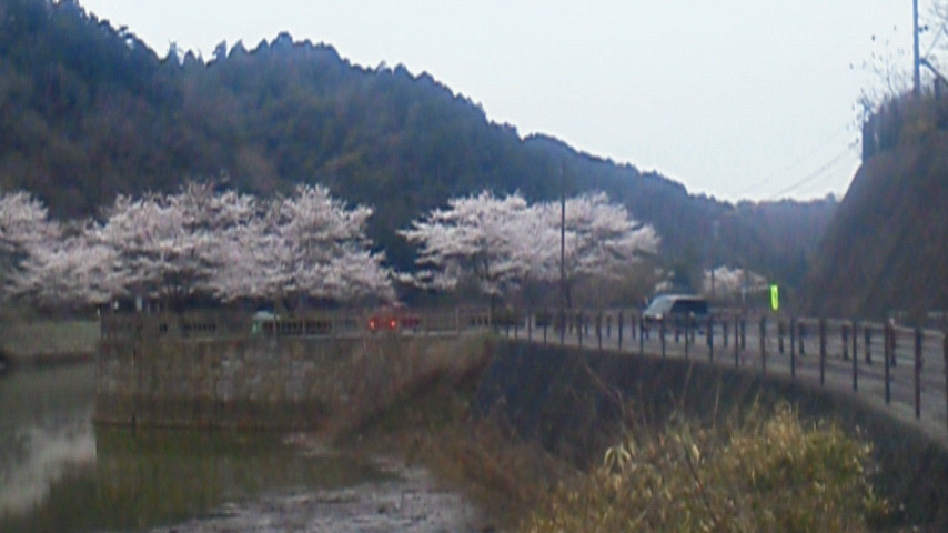 山と桜