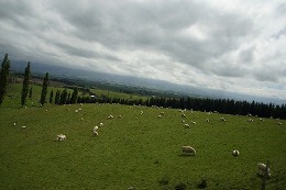 Sheep ranch(260x173)