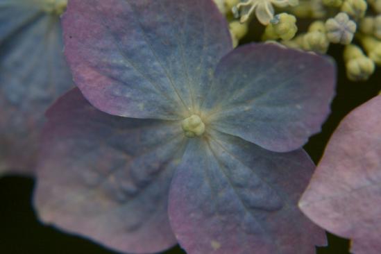 紫陽花macro
