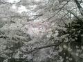 石神井川沿い桜並木