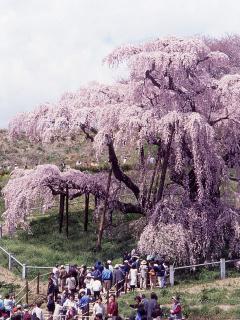 三春　滝桜