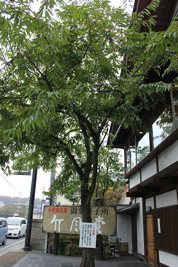 竹風堂前の栗の木