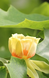 ユリノキの花
