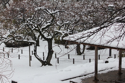 積雪の大倉山梅園