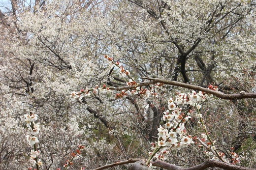 白梅と桜１