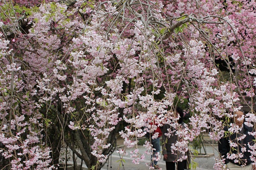 妙本寺の枝垂れ桜
