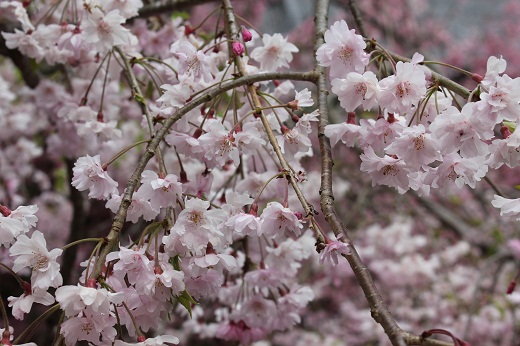 枝垂れ桜の花びら