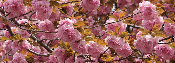 カーボン山の八重桜