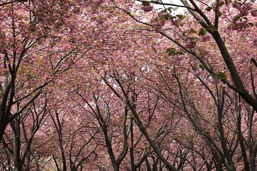 頂上付近の八重桜