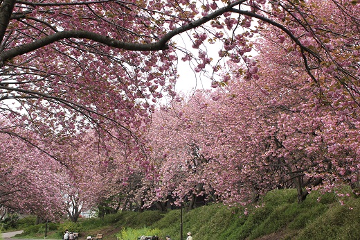 広場周辺の八重桜