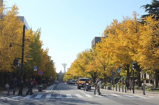 日本大通りのイチョウ並木
