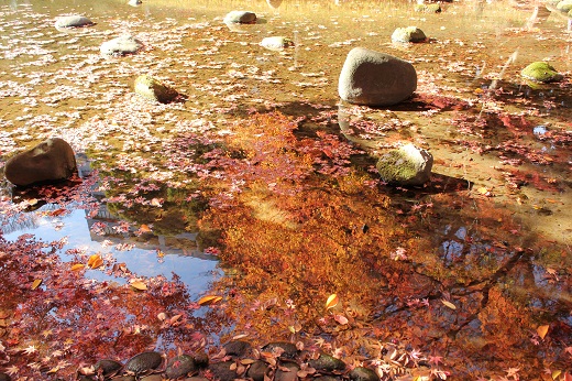 大堰川に映る紅葉と落葉