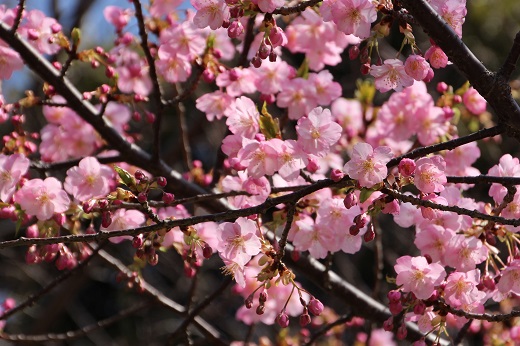 池上本門寺の河津桜