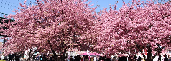 「三浦海岸桜まつり」