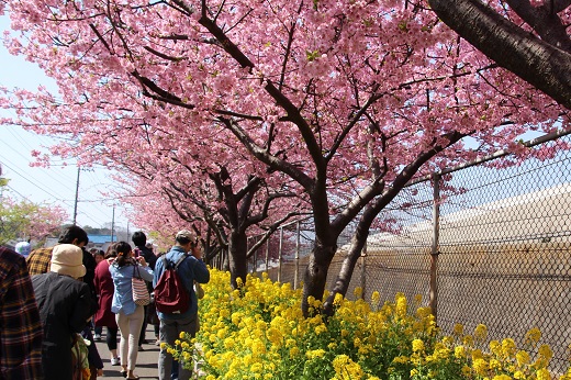 京急沿線の河津桜と菜の花１