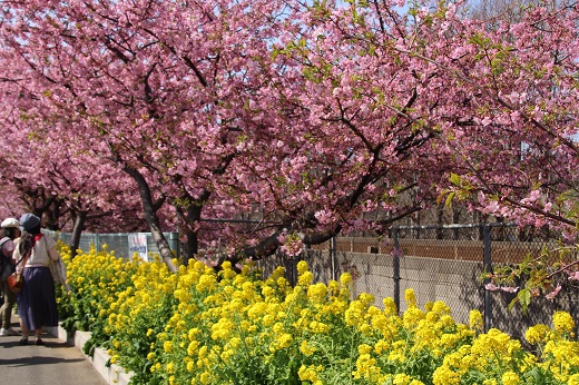 京急沿線の河津桜と菜の花２