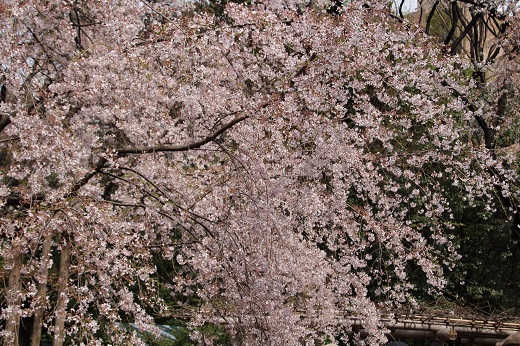 六義園の枝垂れ桜１
