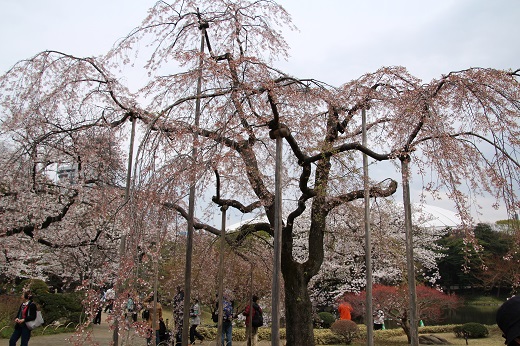 早咲きの枝垂れ桜１