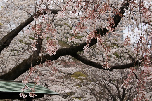 早咲きの枝垂れ桜２