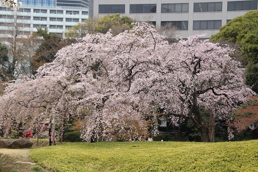２本の枝垂れ桜の重なり遠景