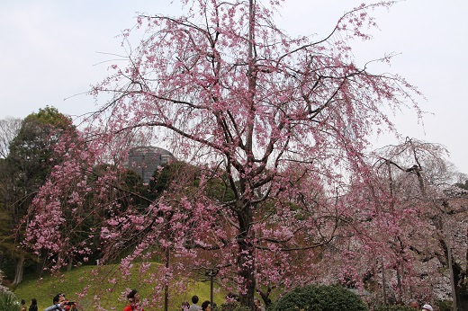 八重の紅枝垂れ桜１