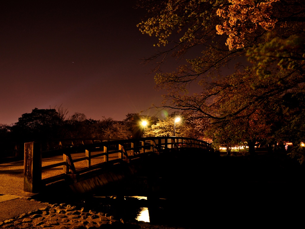 嵐山の夜桜 京都写真日記