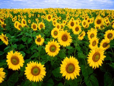 800px-Sunflowers_convert_20110625181753.jpg