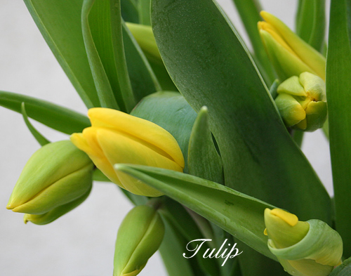tulip_20130213002928.jpg