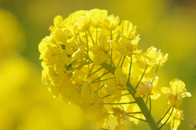 吾妻山公園の菜の花