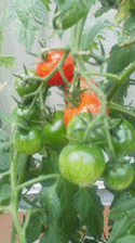 tomato1.gif