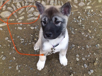 紀州犬 南紀くらし 紀州犬 南紀くらし