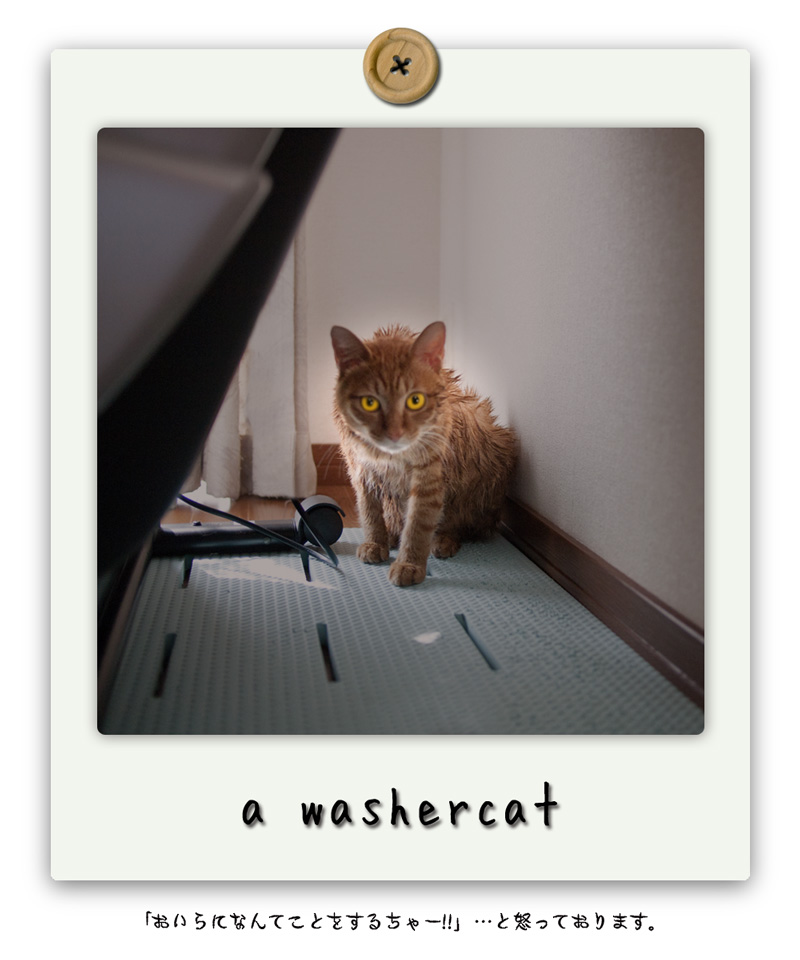 a washercat