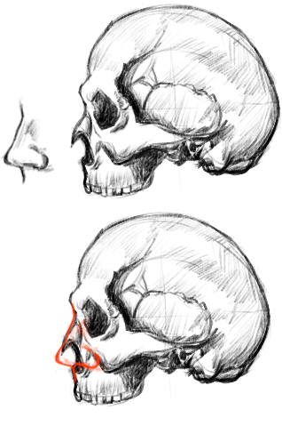 頭蓋骨で示す鼻の位置