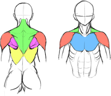 肩関連の筋肉説明
