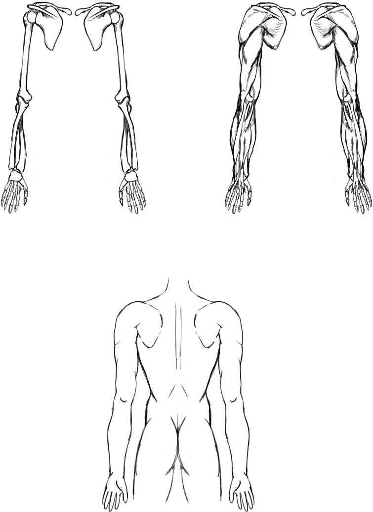 腕の筋肉説明12