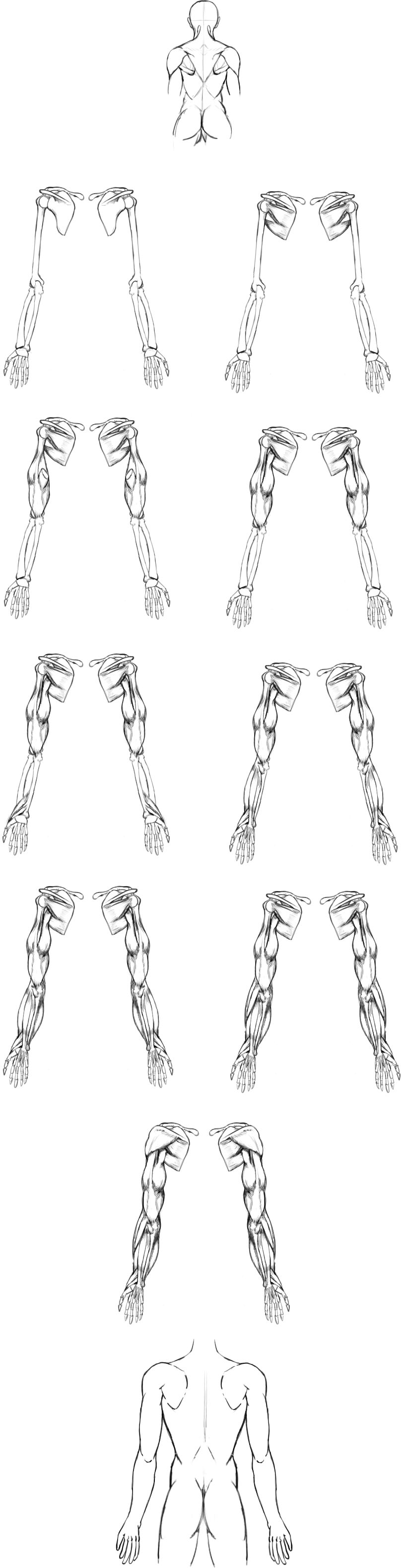 腕の筋肉説明11