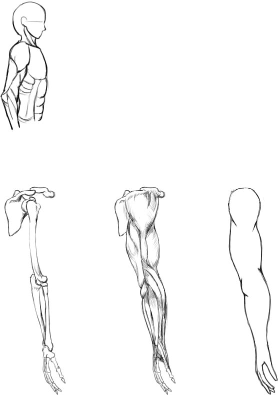 腕の筋肉説明19
