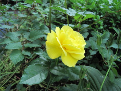 ２０１２年玄関前の黄色いバラ