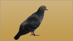 no526_10.png