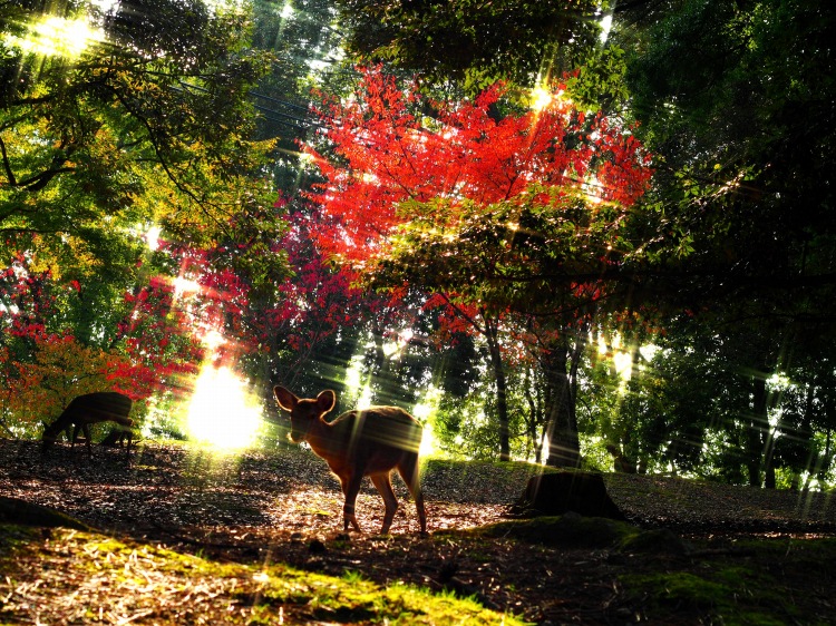 奈良公園秋の紅彩sPB082999