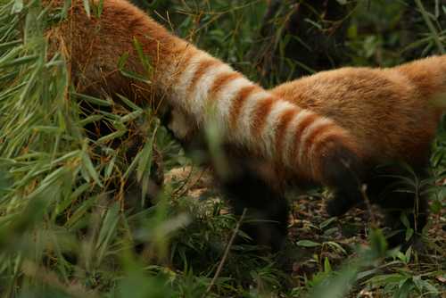 埼玉パンダ一家2011-4