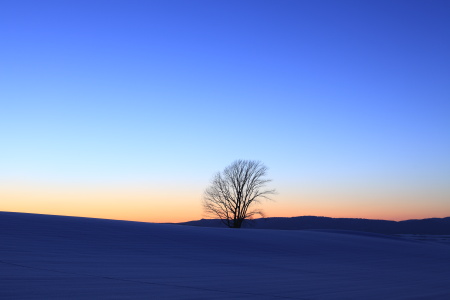 美瑛　丘風景　雪景色　夕焼け　哲学の木