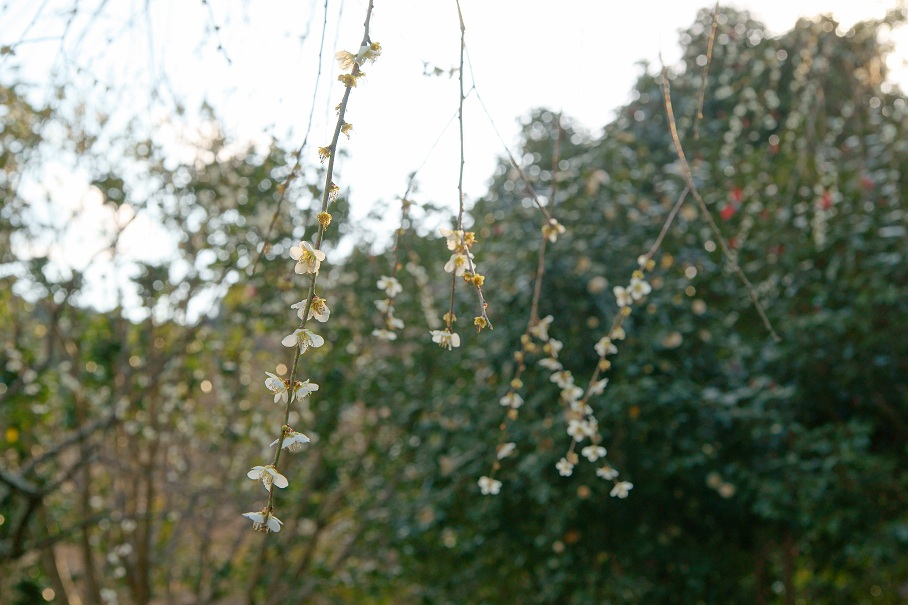 2012梅の花6