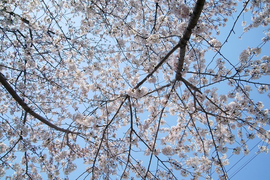 2012桜5