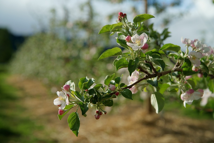 りんごの花1