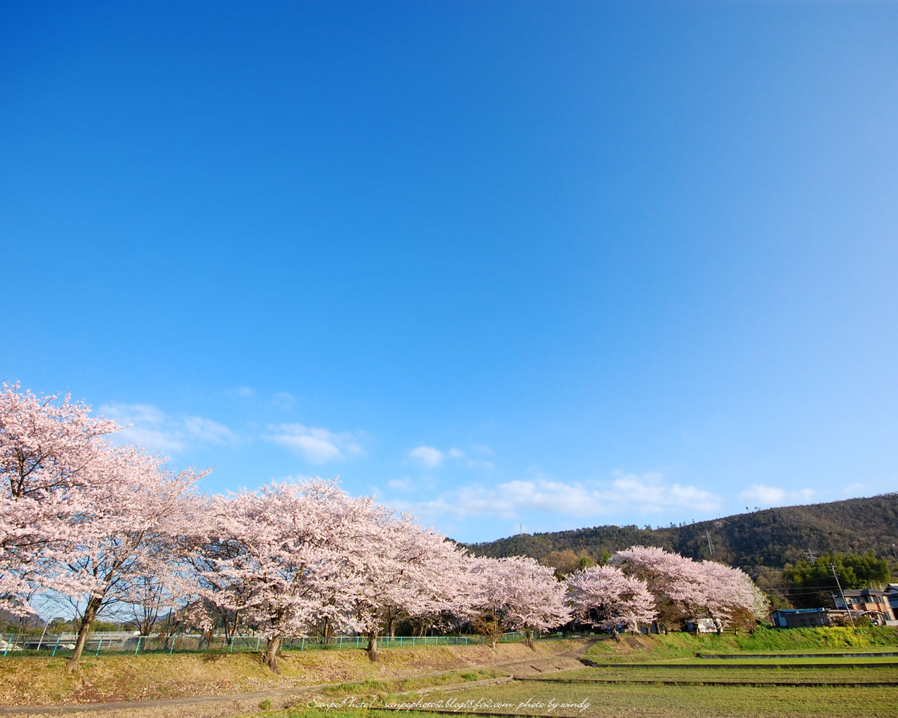さんぽふぉと Sanpophoto 無料壁紙 青空に桜満開 春来たり